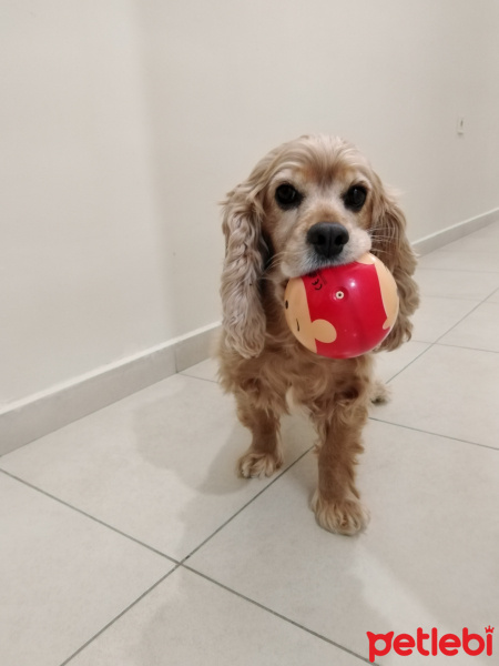 Amerikan Cocker Spaniel, Köpek  Fıstık fotoğrafı