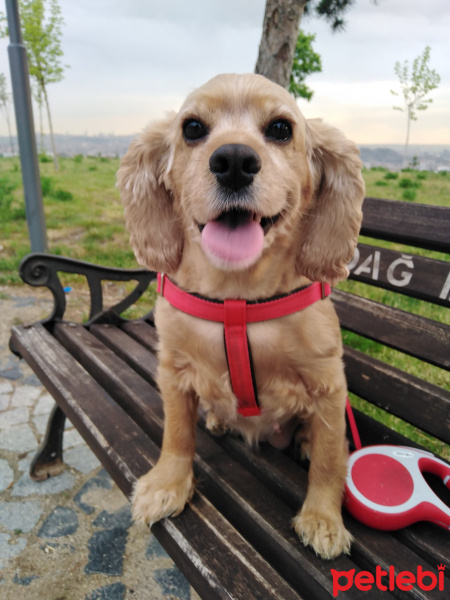 Amerikan Cocker Spaniel, Köpek  Fıstık fotoğrafı