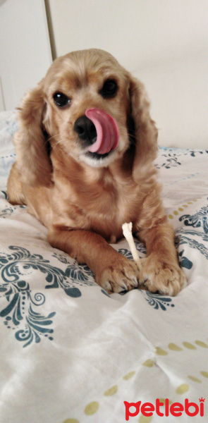 Amerikan Cocker Spaniel, Köpek  Fıstık fotoğrafı