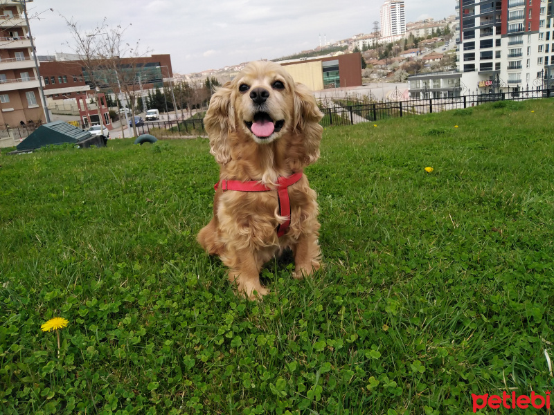 Amerikan Cocker Spaniel, Köpek  Fıstık fotoğrafı