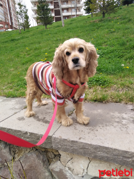 Amerikan Cocker Spaniel, Köpek  Fıstık fotoğrafı