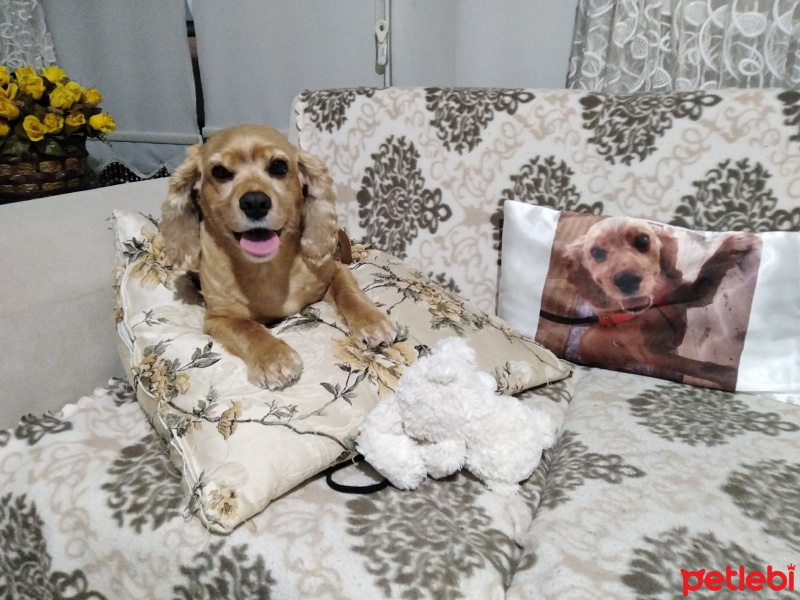 Amerikan Cocker Spaniel, Köpek  Fıstık fotoğrafı