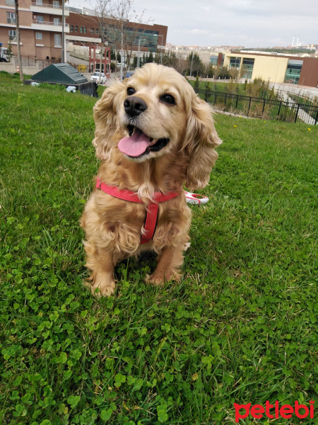 Amerikan Cocker Spaniel, Köpek  Fıstık fotoğrafı