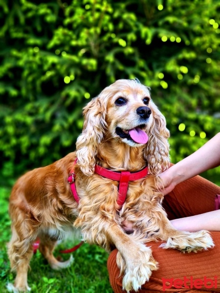 Amerikan Cocker Spaniel, Köpek  Fıstık fotoğrafı
