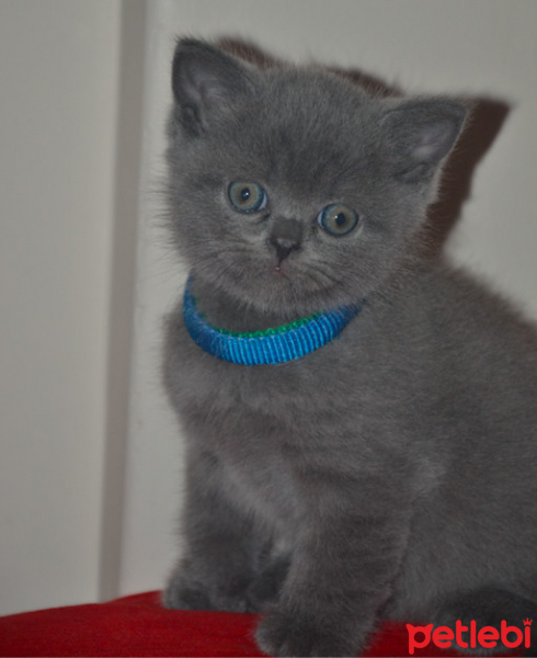 British Shorthair, Kedi  Athos fotoğrafı