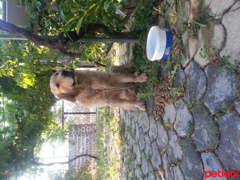 Golden Retriever, Köpek  Duman fotoğrafı