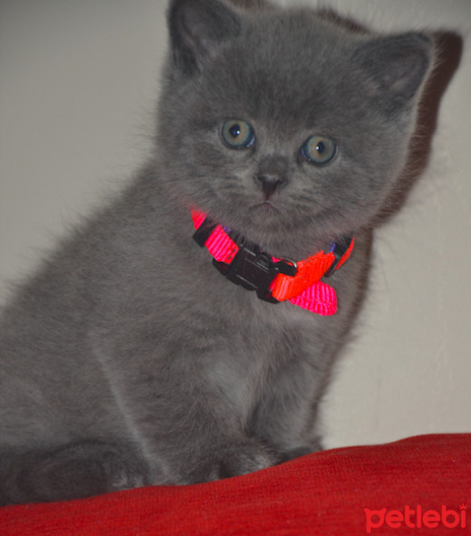 British Shorthair, Kedi  Porthos fotoğrafı