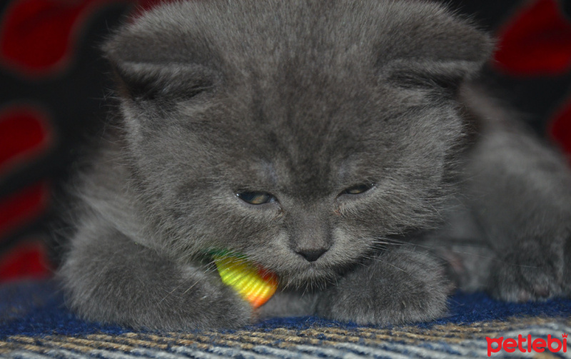 British Shorthair, Kedi  Aramis fotoğrafı