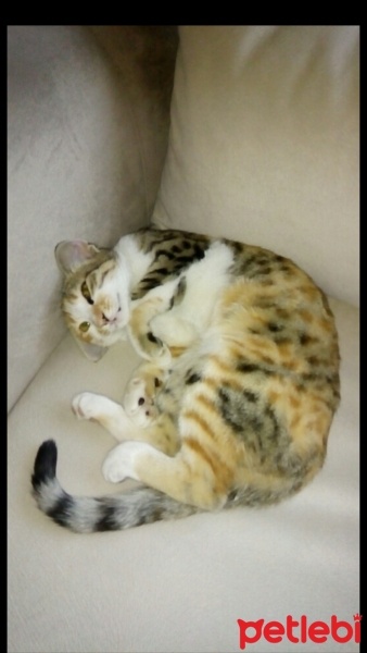 Tekir Kedi, Kedi  Teddy, fotoğrafı