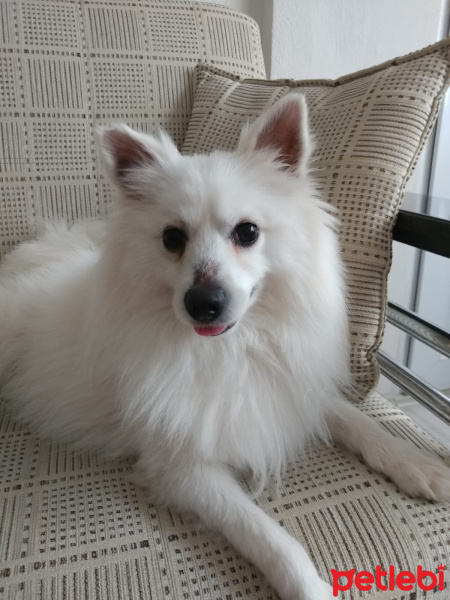 Samoyed, Köpek  Paşa fotoğrafı