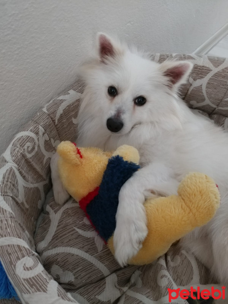 Samoyed, Köpek  Paşa fotoğrafı
