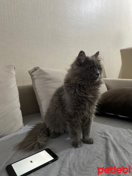 British Shorthair, Kedi  Leo fotoğrafı