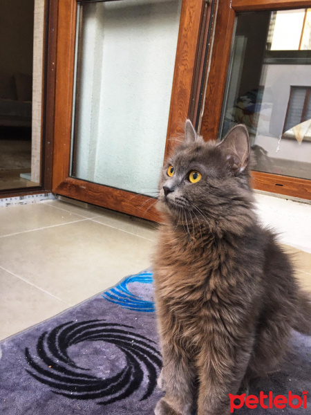 British Shorthair, Kedi  Leo fotoğrafı