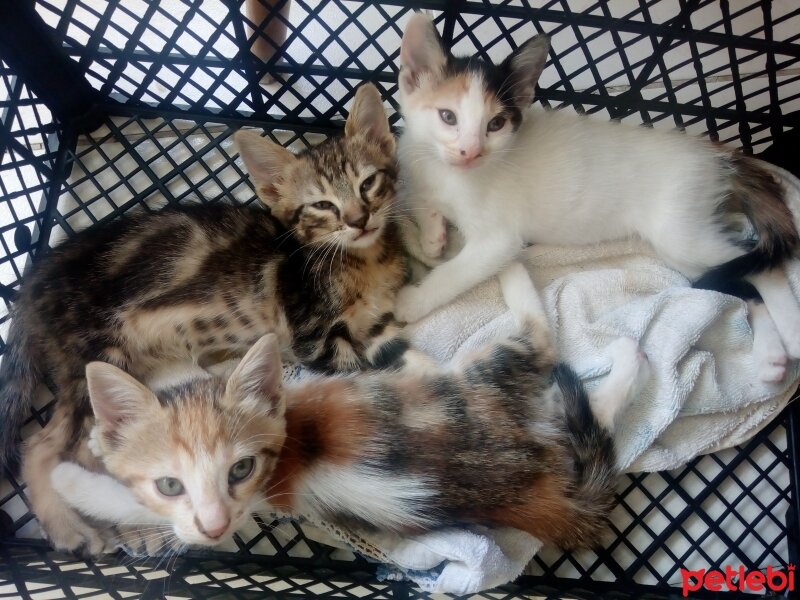 Tekir Kedi, Kedi  Malibi,Tekila, Narin fotoğrafı