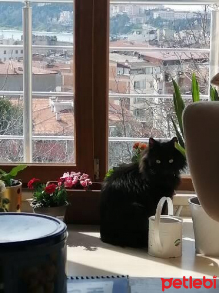Tekir Kedi, Kedi  Henry fotoğrafı