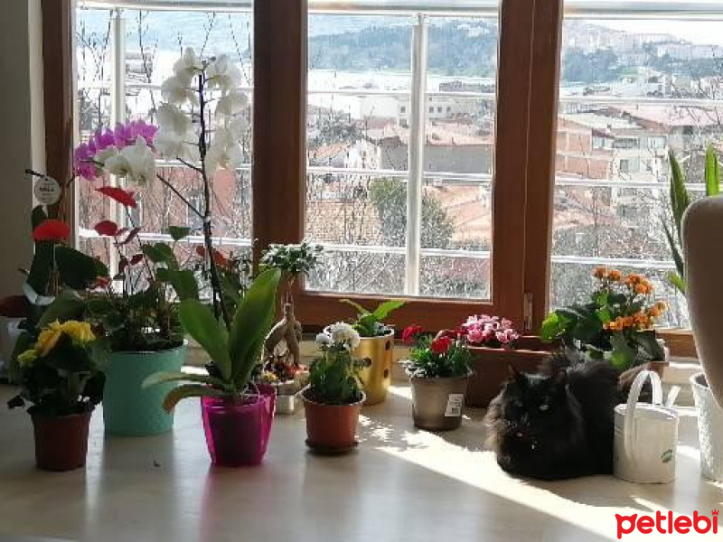 Tekir Kedi, Kedi  Henry fotoğrafı