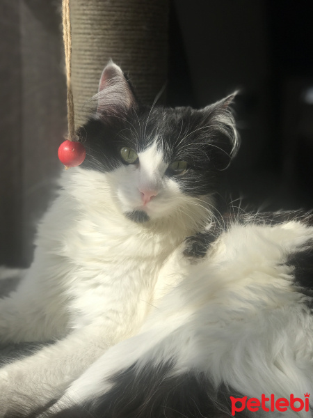 Tuxedo (Smokin) Kedi, Kedi  Tofu fotoğrafı