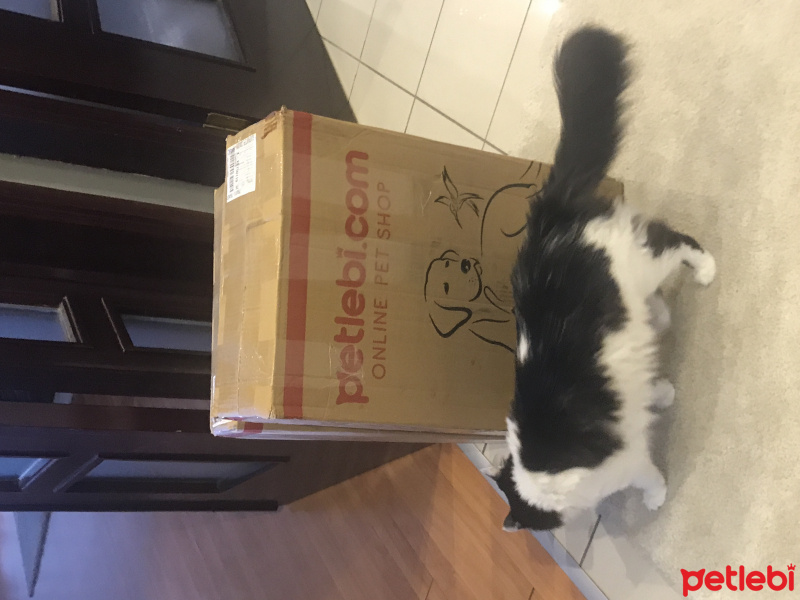 Tuxedo (Smokin) Kedi, Kedi  Tofu fotoğrafı