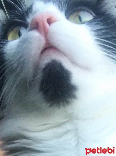 Tuxedo (Smokin) Kedi, Kedi  Tofu fotoğrafı