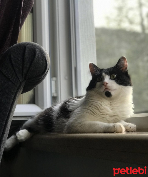 Tuxedo (Smokin) Kedi, Kedi  Tofu fotoğrafı