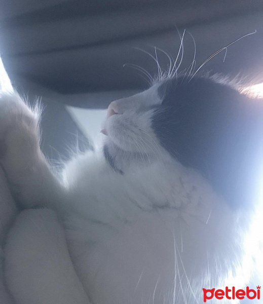 Tuxedo (Smokin) Kedi, Kedi  Tofu fotoğrafı