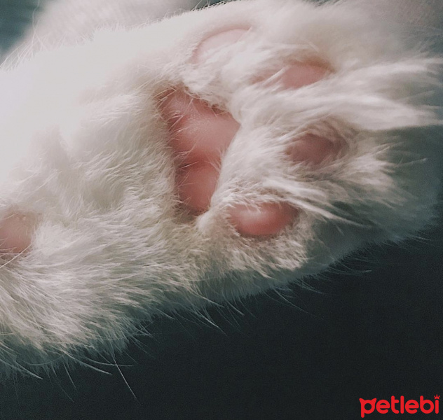 Tuxedo (Smokin) Kedi, Kedi  Tofu fotoğrafı