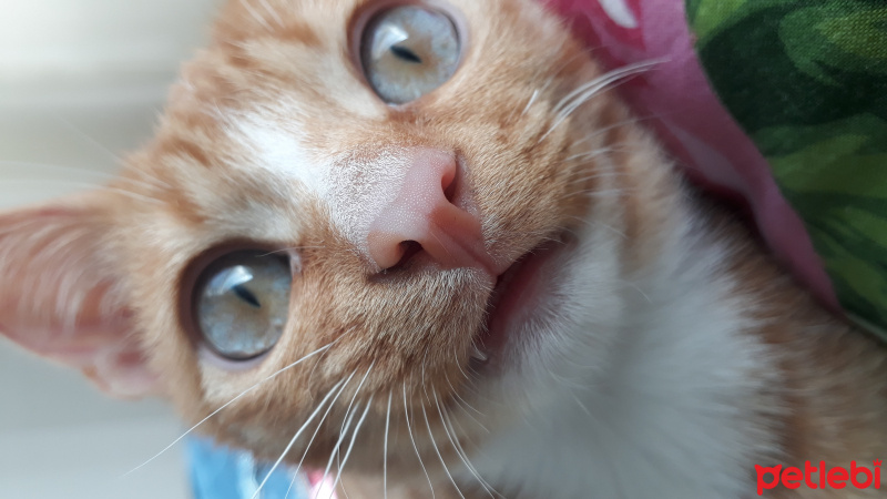 Sarman, Kedi  Limon? fotoğrafı