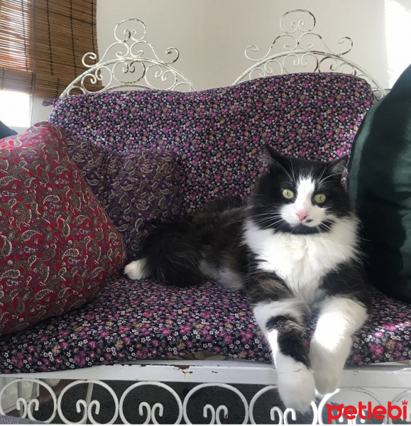Norwegian Forest, Kedi  Pufla fotoğrafı