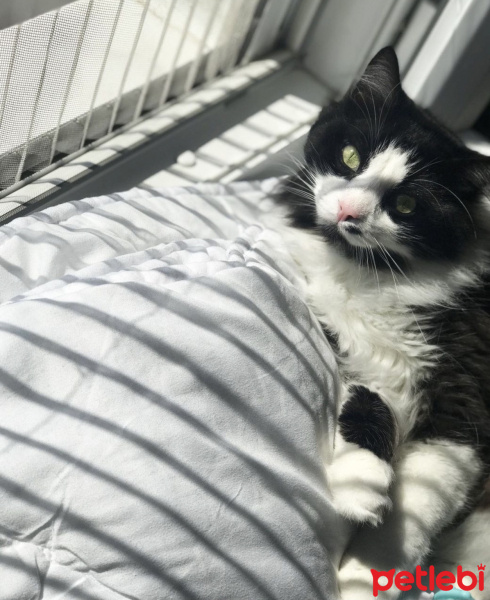 Norwegian Forest, Kedi  Pufla fotoğrafı
