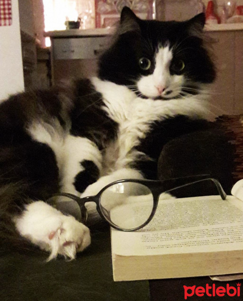 Norwegian Forest, Kedi  Pufla fotoğrafı