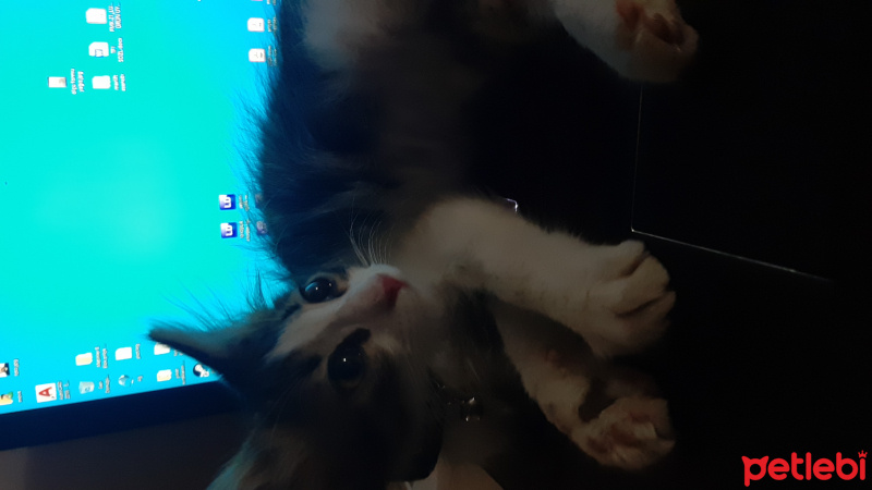Tekir Kedi, Kedi  Şanslı fotoğrafı