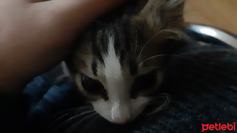 Tekir Kedi, Kedi  Şanslı fotoğrafı