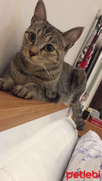 Siyam Kedisi, Kedi  Tosun  fotoğrafı