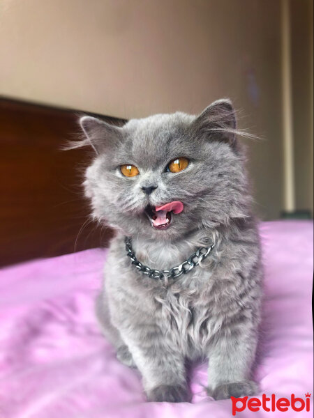 British Shorthair, Kedi  sushi fotoğrafı