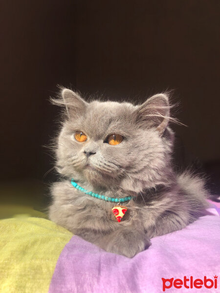 British Shorthair, Kedi  sushi fotoğrafı