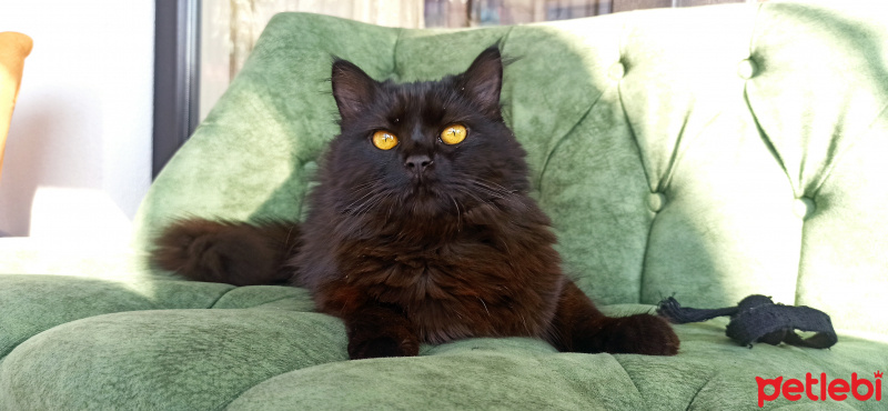 Maine Coon, Kedi  Leo fotoğrafı