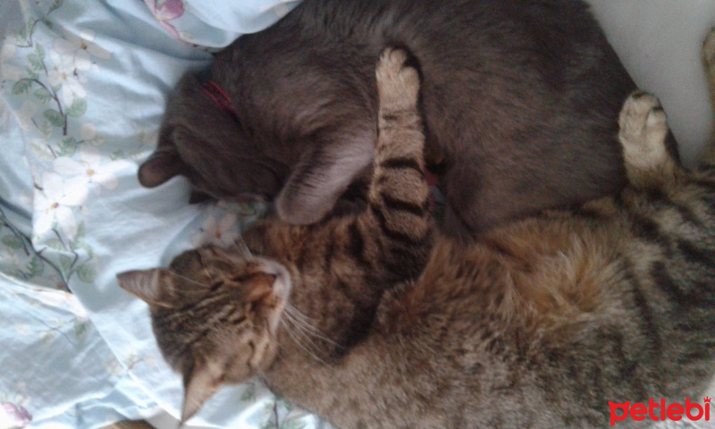 Tekir Kedi, Kedi  Turşu fotoğrafı