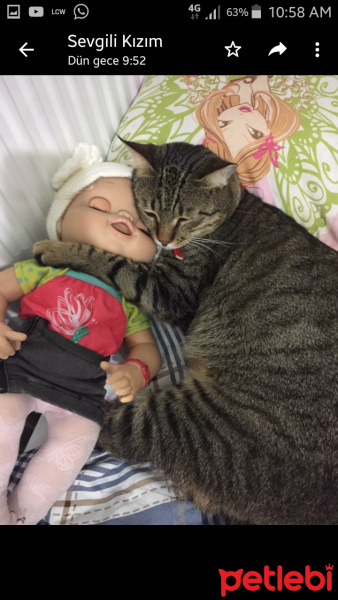 Tekir Kedi, Kedi  Turşu fotoğrafı