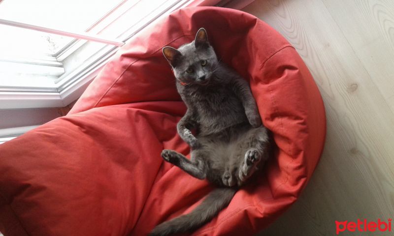 Korat, Kedi  Küçük şeytan fotoğrafı