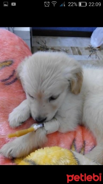 Golden Retriever, Köpek  lucky fotoğrafı