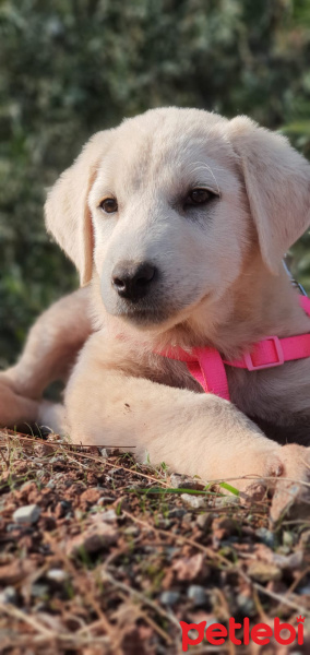 Golden Retriever, Köpek  Eylül fotoğrafı