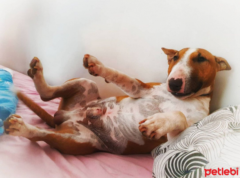 Aidi, Köpek  Leydi fotoğrafı