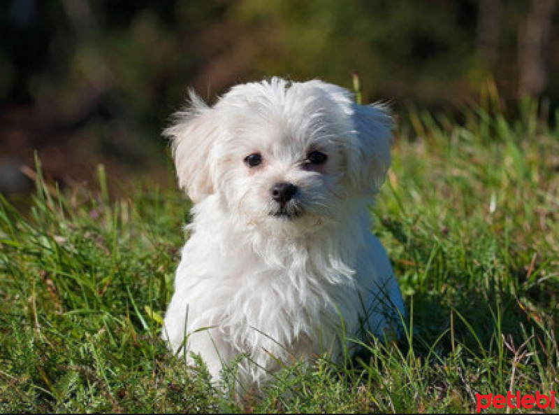 Maltese, Köpek  köfte fotoğrafı