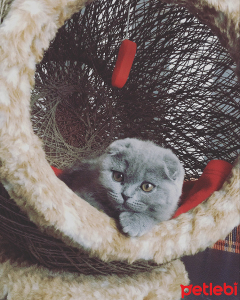 Scottish Fold, Kedi  Mia fotoğrafı