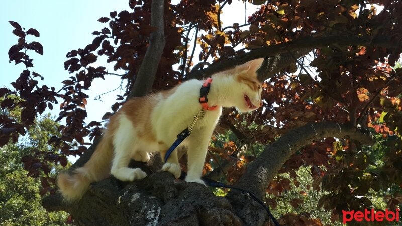 Tekir Kedi, Kedi  piksel fotoğrafı