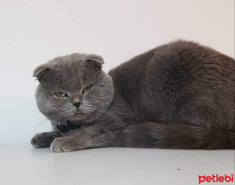 Scottish Fold, Kedi  BULUT fotoğrafı