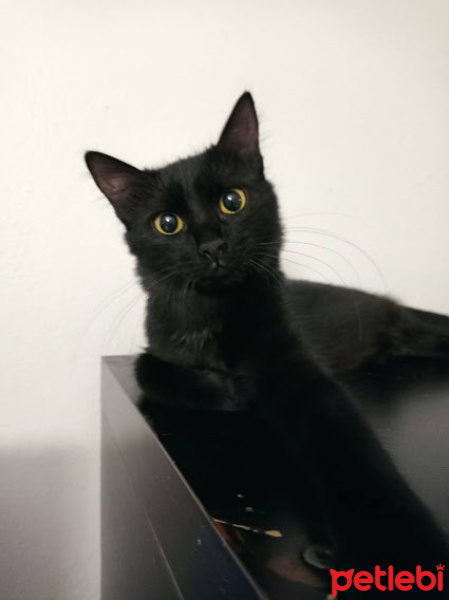 Soke, Kedi  Luna fotoğrafı