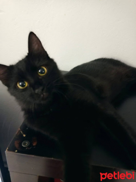Soke, Kedi  Luna fotoğrafı