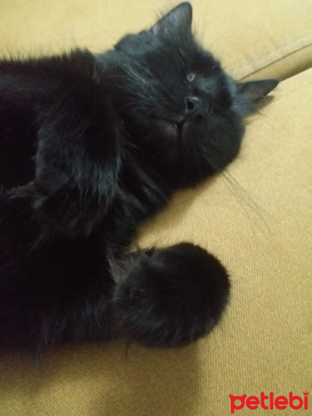 Soke, Kedi  Luna fotoğrafı