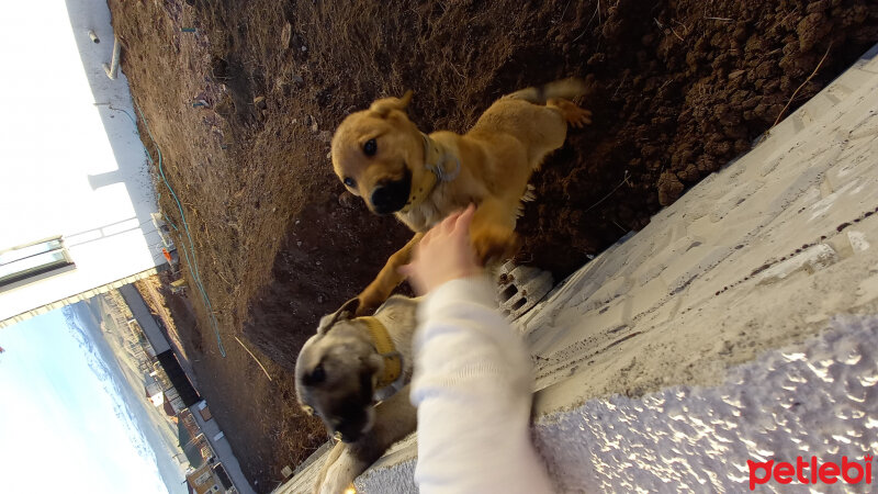 Aksaray Malaklısı, Köpek  Lesi fotoğrafı